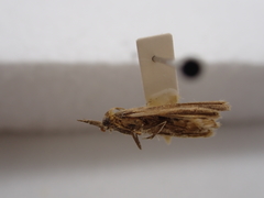 Hednota relatalis