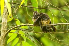 Hinde's Babbler photo 4