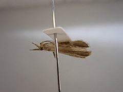 Hednota relatalis