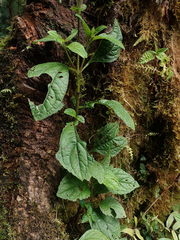 Adenostemma harlingii