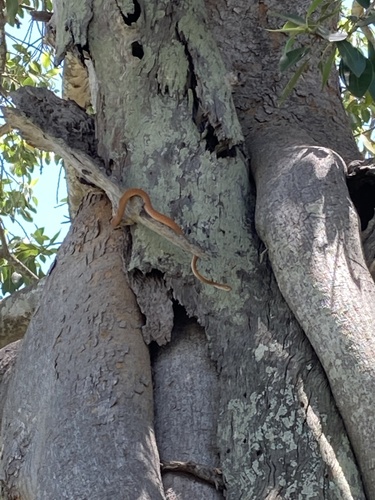 Brown Tree Snake sighting