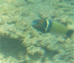 Thalassoma hebraicum