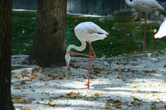 Phoenicopteriformes