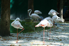 Phoenicopteriformes