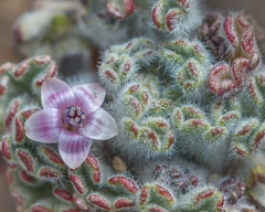 Nototriche estipulata