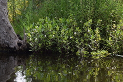 Jaegeria bellidiflora