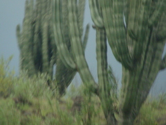 Isolatocereus dumortieri