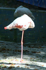 Phoenicopteriformes