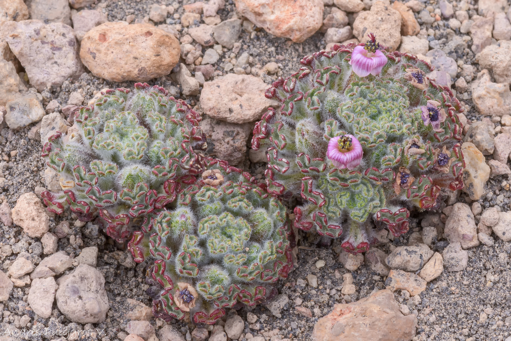 Nototriche estipulata