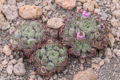 Nototriche estipulata