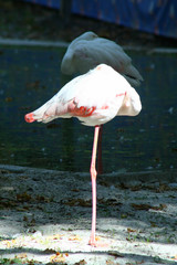 Phoenicopteriformes
