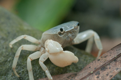 Geothelphusa cinerea