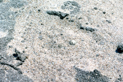 Charadrius marginatus