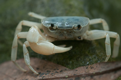 Geothelphusa cinerea