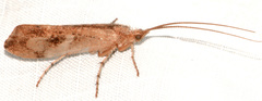 Limnephilus rhombicus
