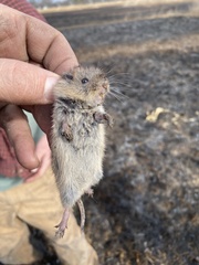 Microtus ochrogaster