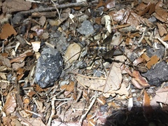 Ceuthophilus maculatus