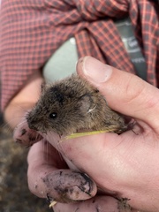 Microtus ochrogaster