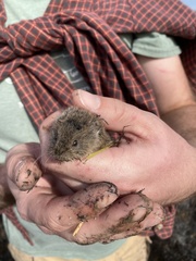 Microtus ochrogaster