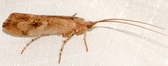 Limnephilus rhombicus
