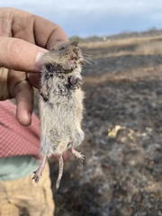 Microtus ochrogaster