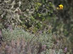 Erysimum teretifolium