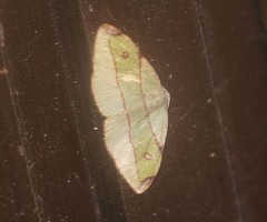 Hypochrosis hyadaria