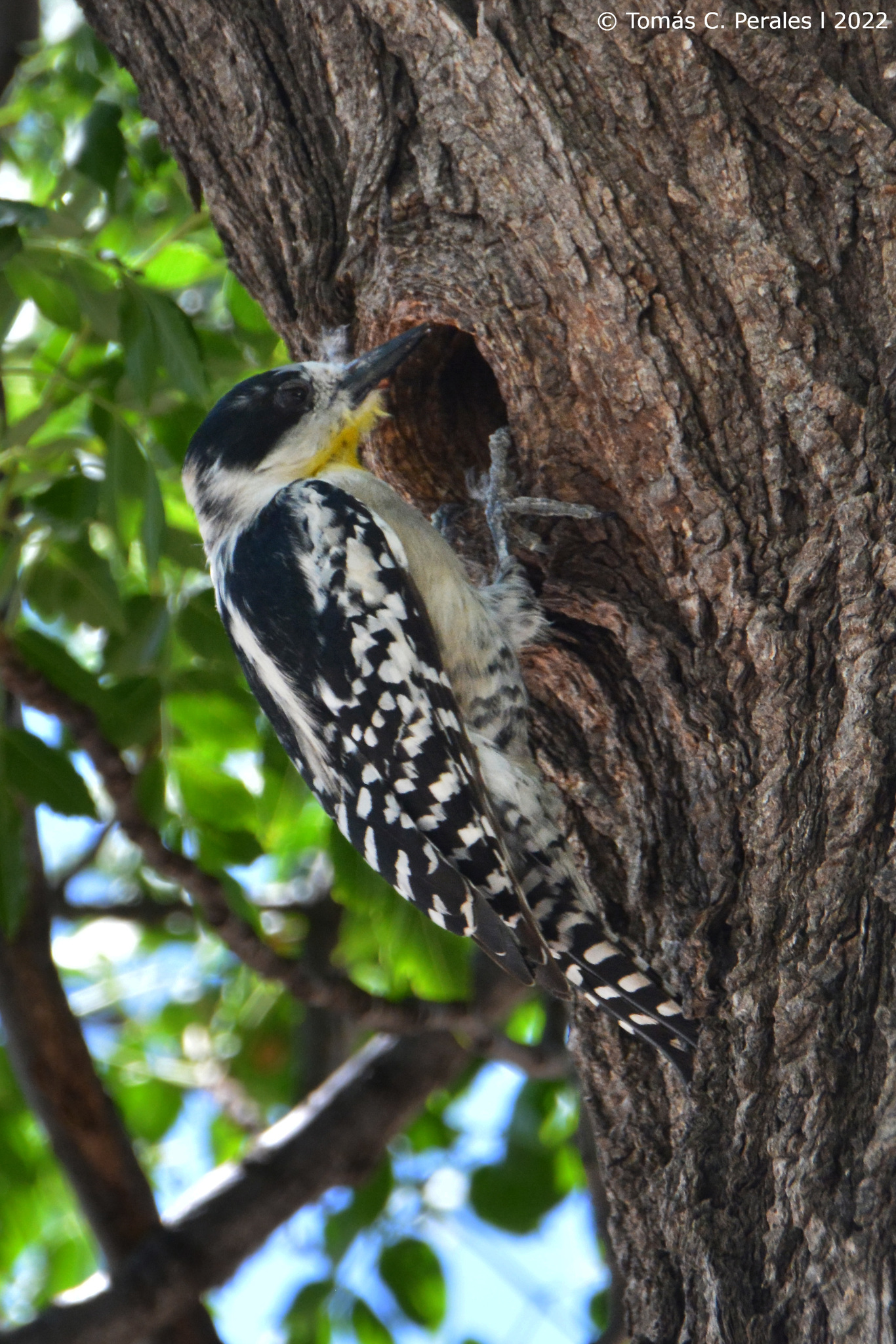 White-fronted Woodpecker (Melanerpes cactorum)
