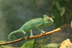Chamaeleo