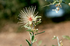 Capparis erythrocarpos