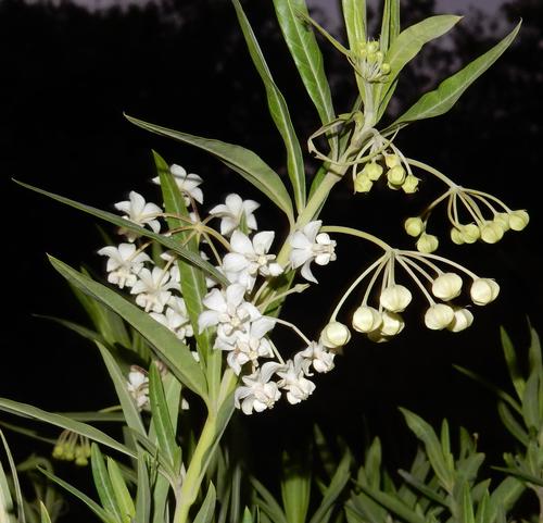 Gomphocarpus physocarpus