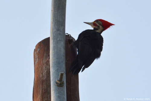 black-bodied woodpecker (Dryocopus schulzii)