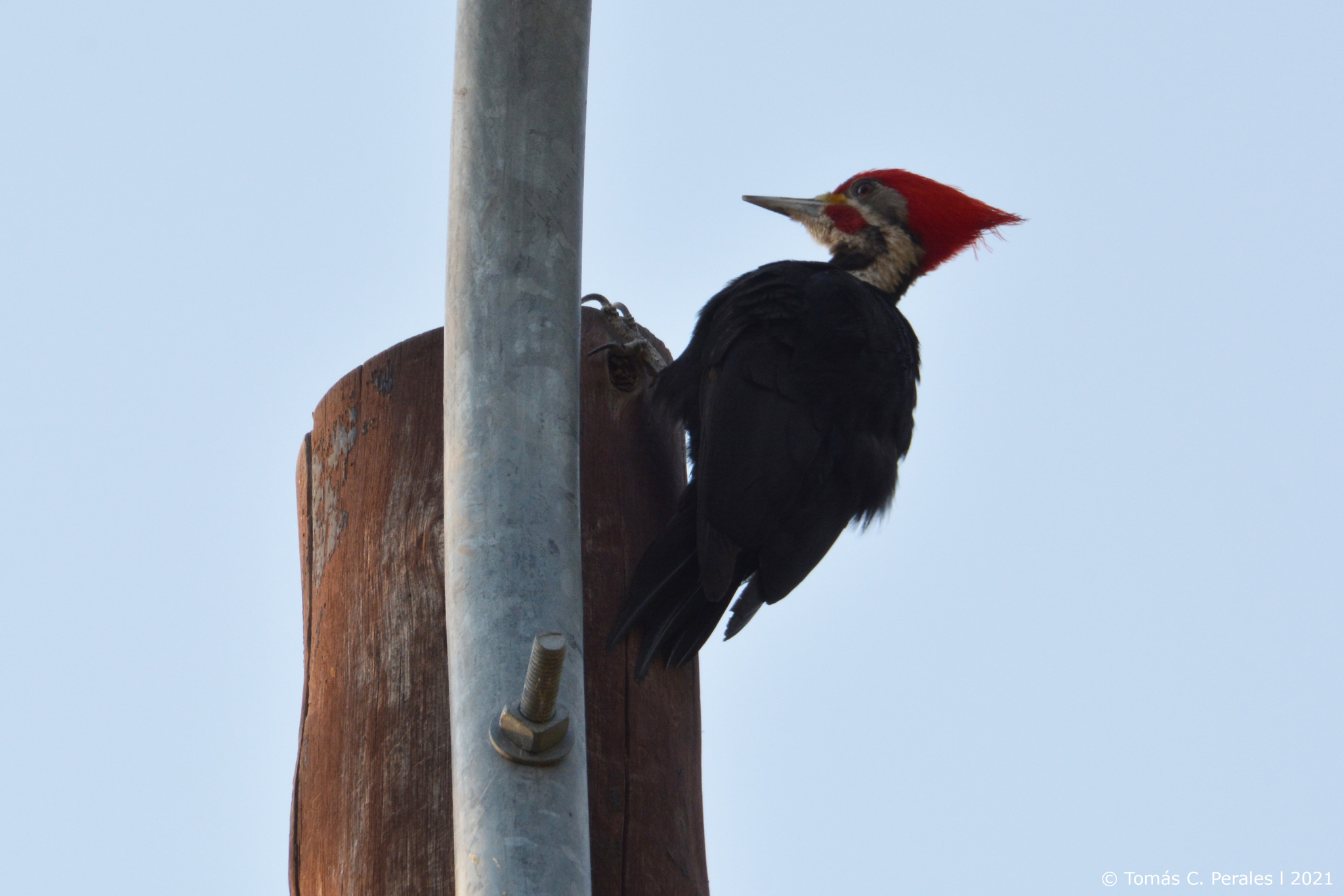 Black-bodied Woodpecker illustration