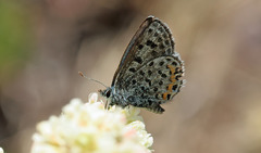 Euphilotes ancilla