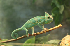 Chamaeleo