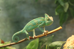 Chamaeleo