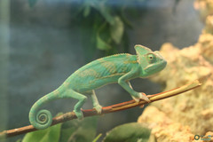 Chamaeleo