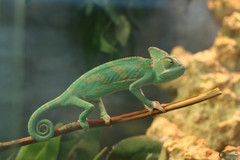 Chamaeleo