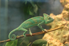 Chamaeleo