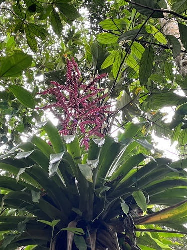 Tillandsia laxissima