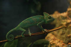 Chamaeleo