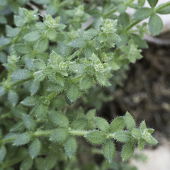 Galium californicum californicum