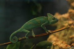 Chamaeleo