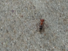 Myrmilloides grandiceps