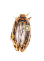 Coptotomus longulus lenticus