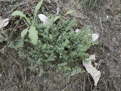 Galium californicum californicum