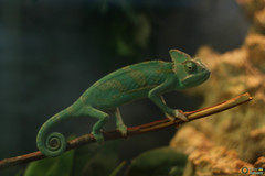 Chamaeleo