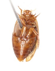 Coptotomus longulus lenticus