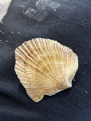 Isognomon perna