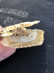 Isognomon perna